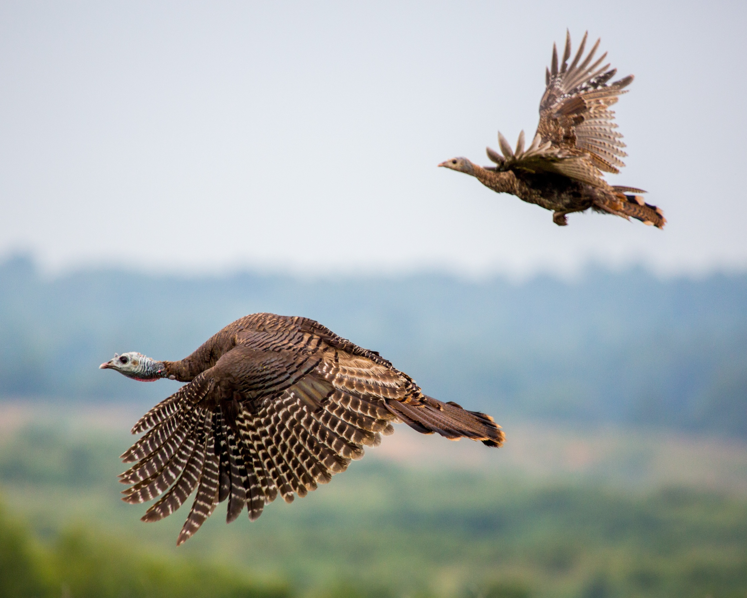 two turkeys flying above a rural landscape