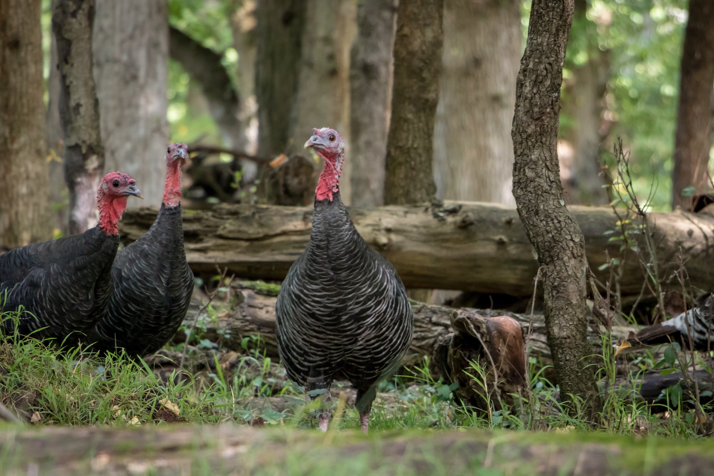 group of wild turkeys walking through a wooded landscape