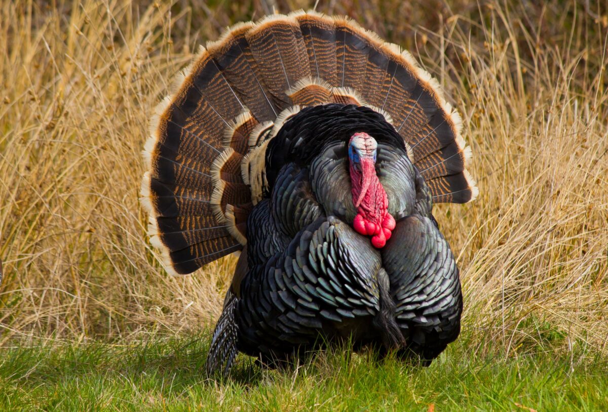 turkey standing in a field with its feathers splayed out