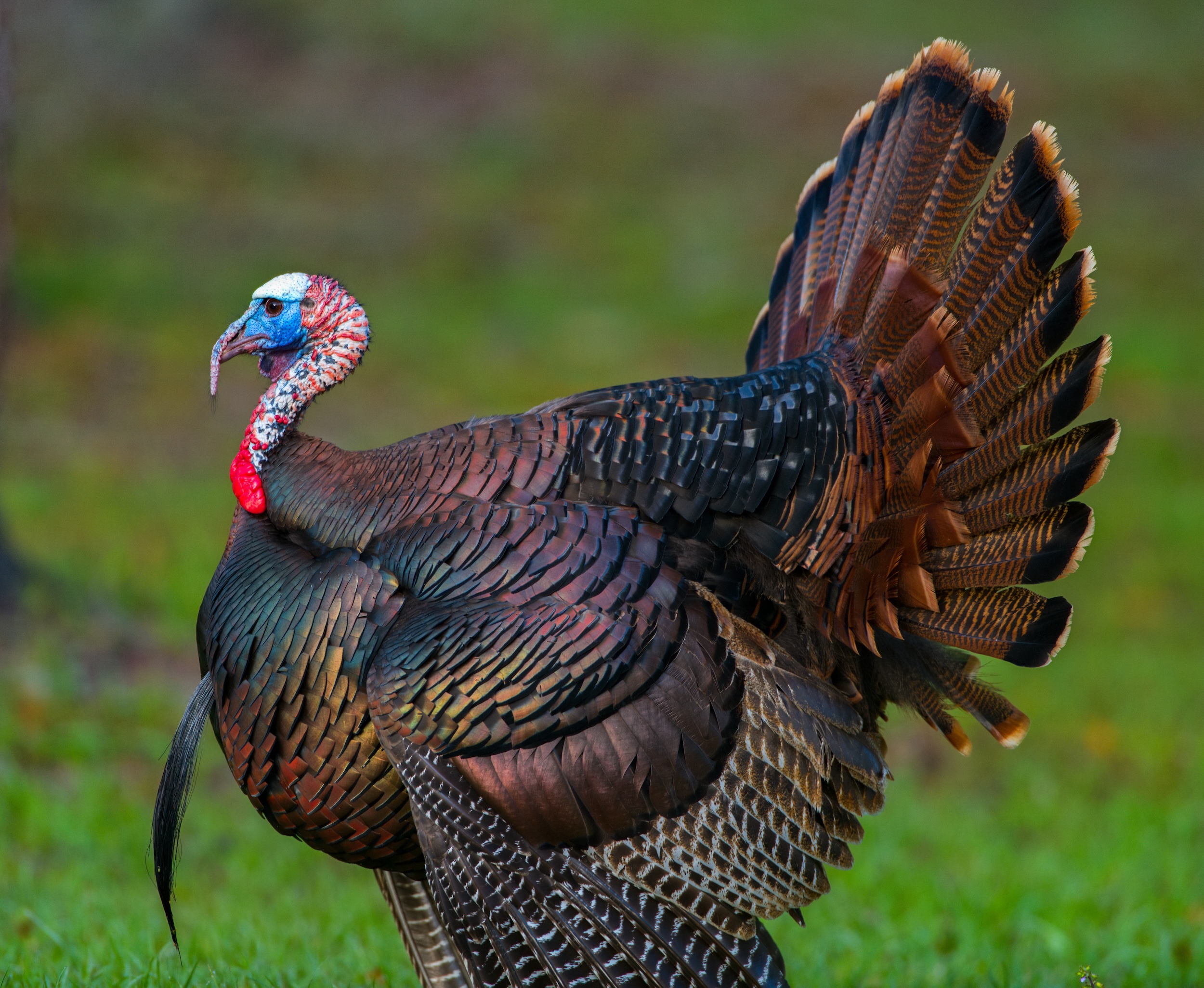 wild Osceola turkey roaming the grass in Florida state