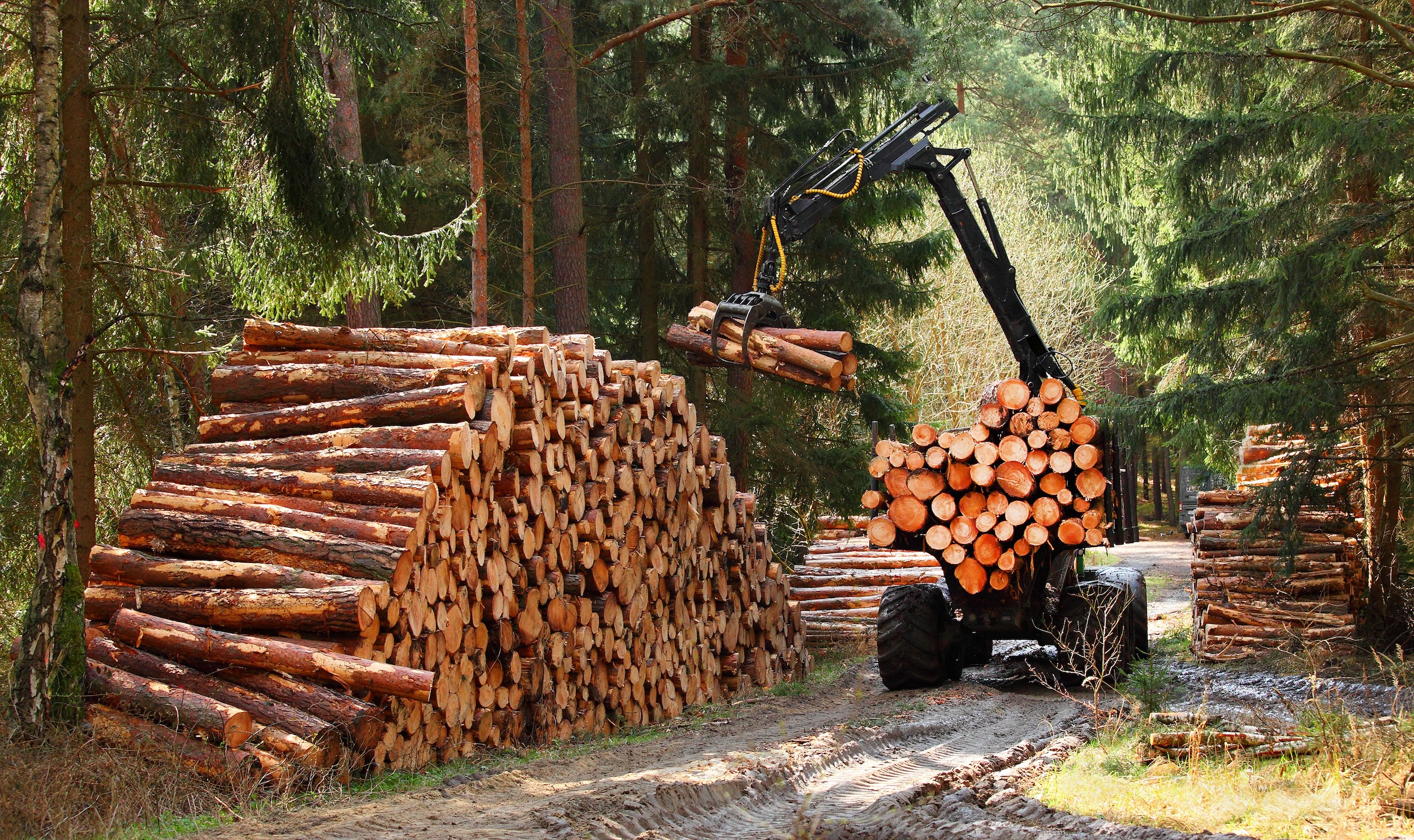 tractor piling cut logs on a multi acre timber property so the owner can sell them to make money