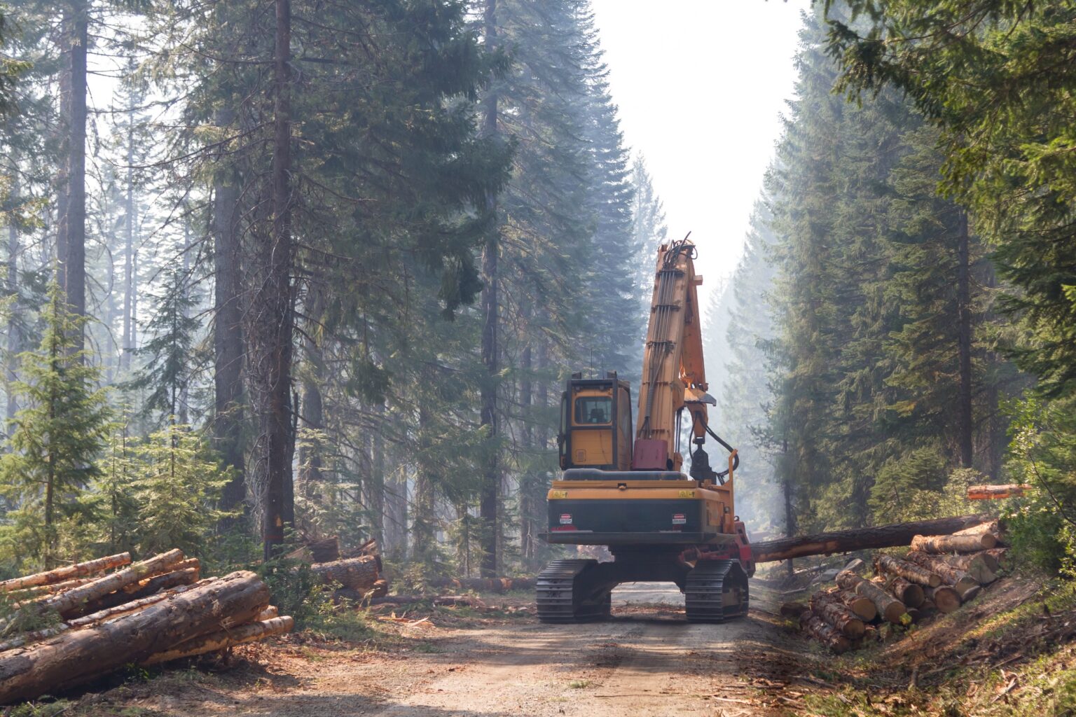 Timber Value Per Acre: How Much Money Can You Get For Your Timber?