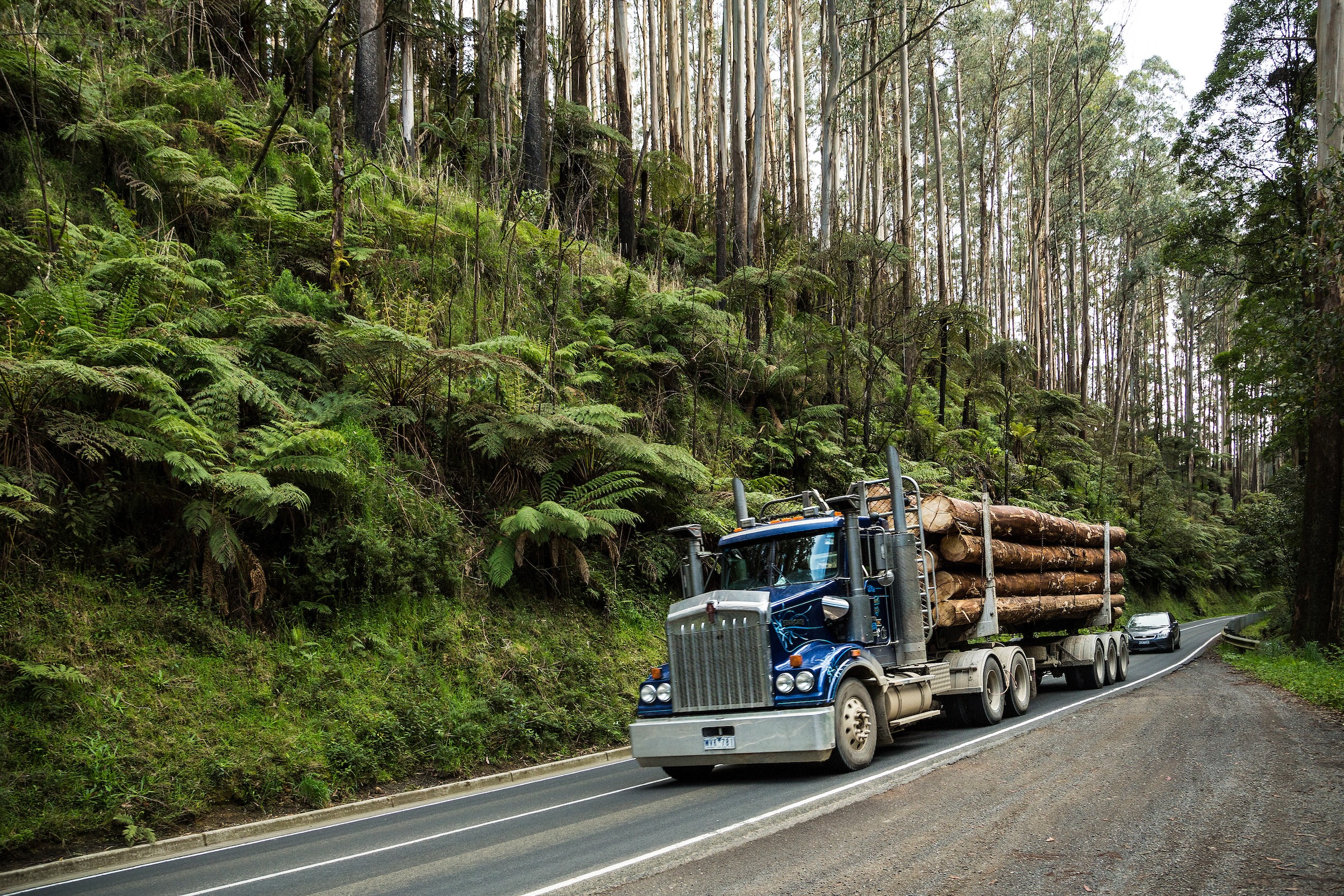blue semi truck transporting harvested logs from a high value timber per acre property