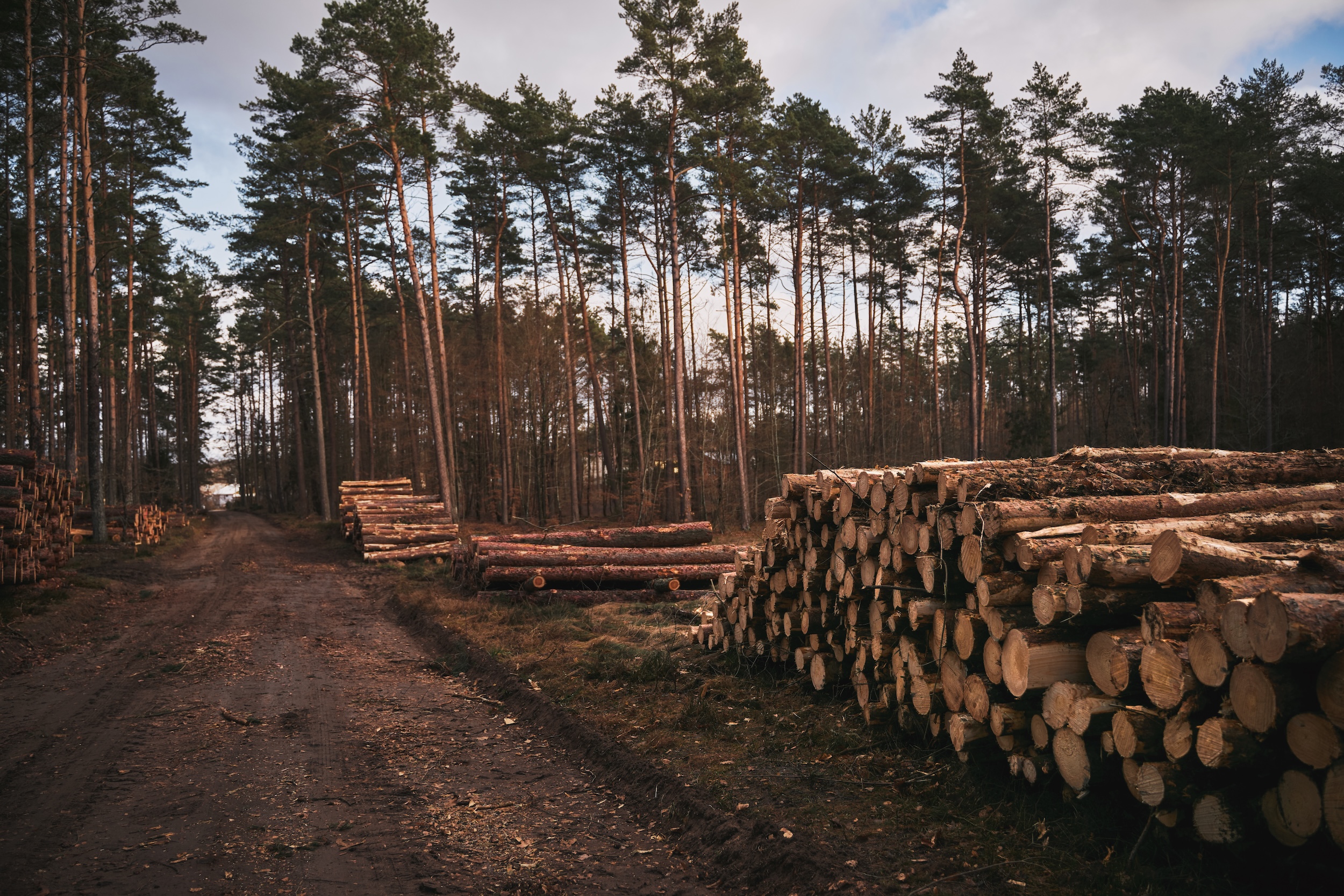 logging piles of wood worth a moderate value on a property with southeast pine trees