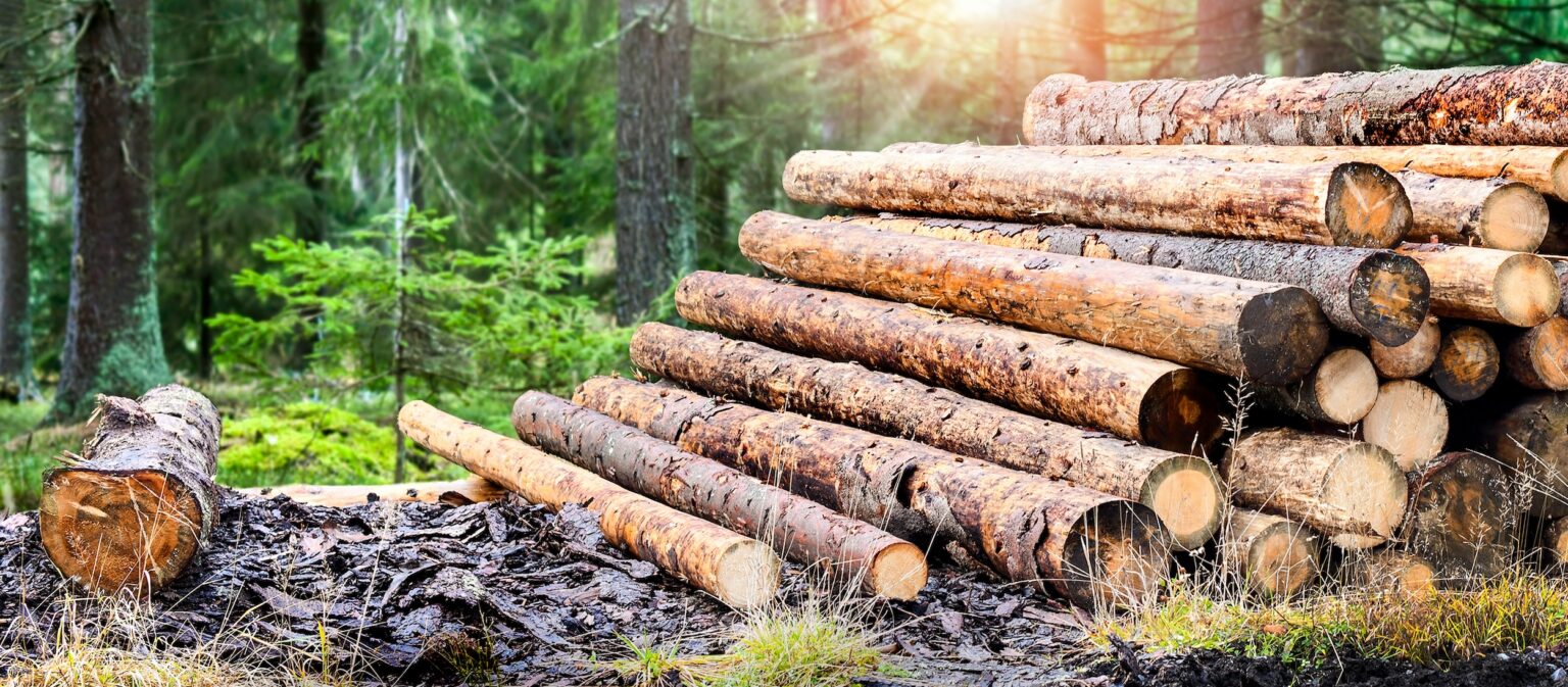 Timber Value Per Acre: How Much Money Can You Get For Your Timber?