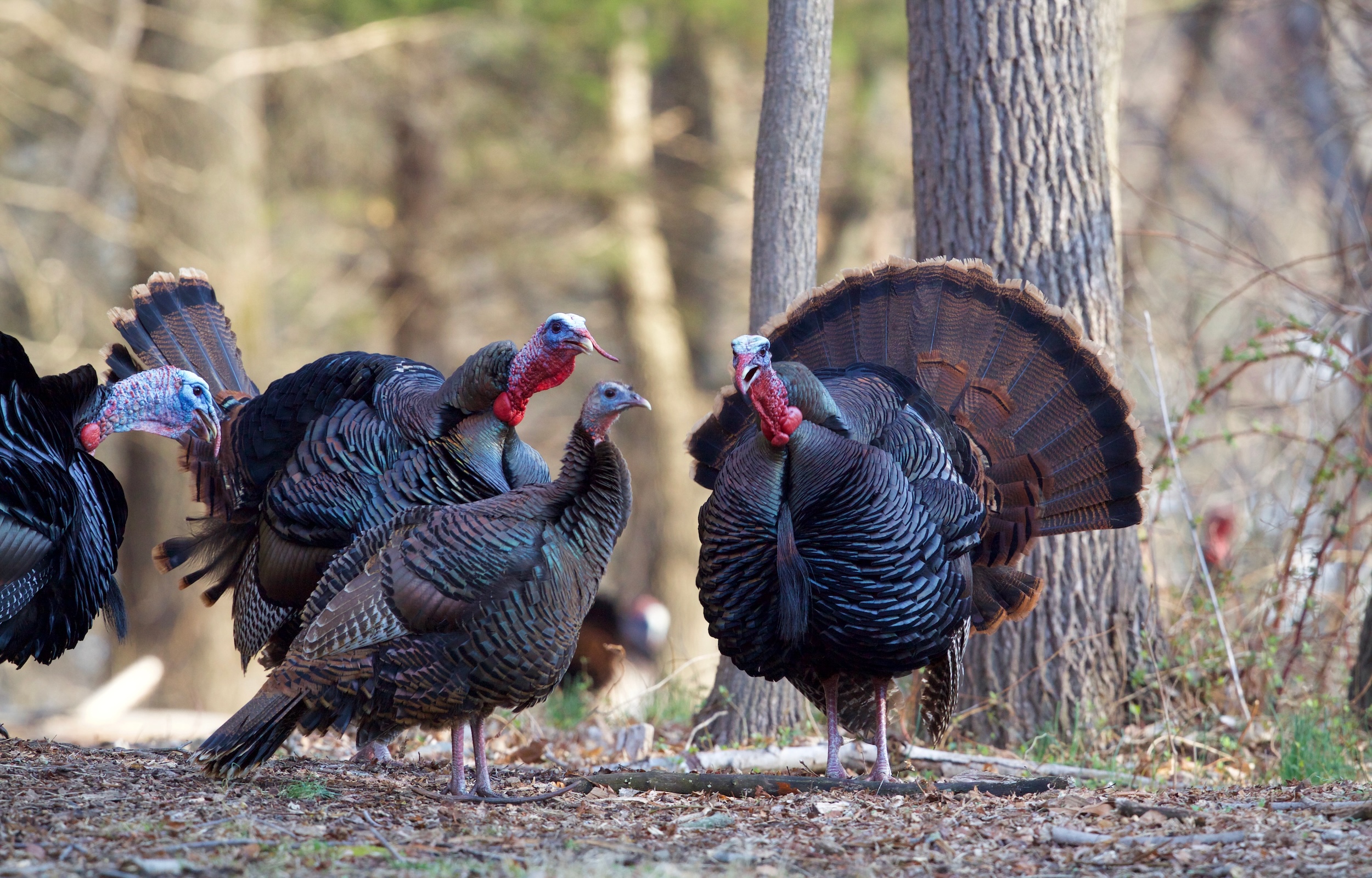 group of wild turkeys walking through a wooded landscape in one of the best turkey hunting states