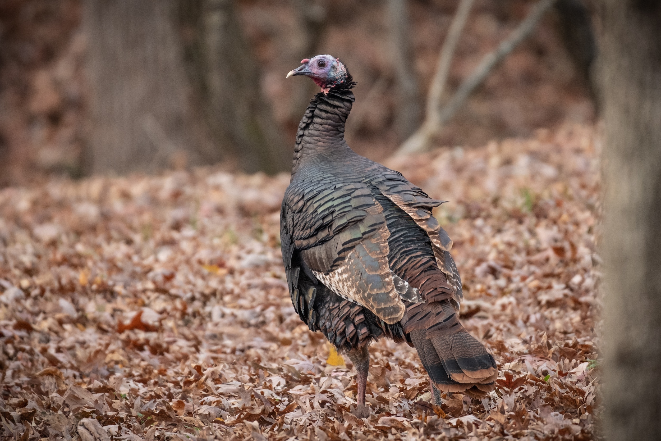 wild turkey in the forest in Georgia one of the best turkey hunting states in the south