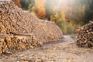Timber Value Per Acre: How Much Money Can You Get For Your Timber?