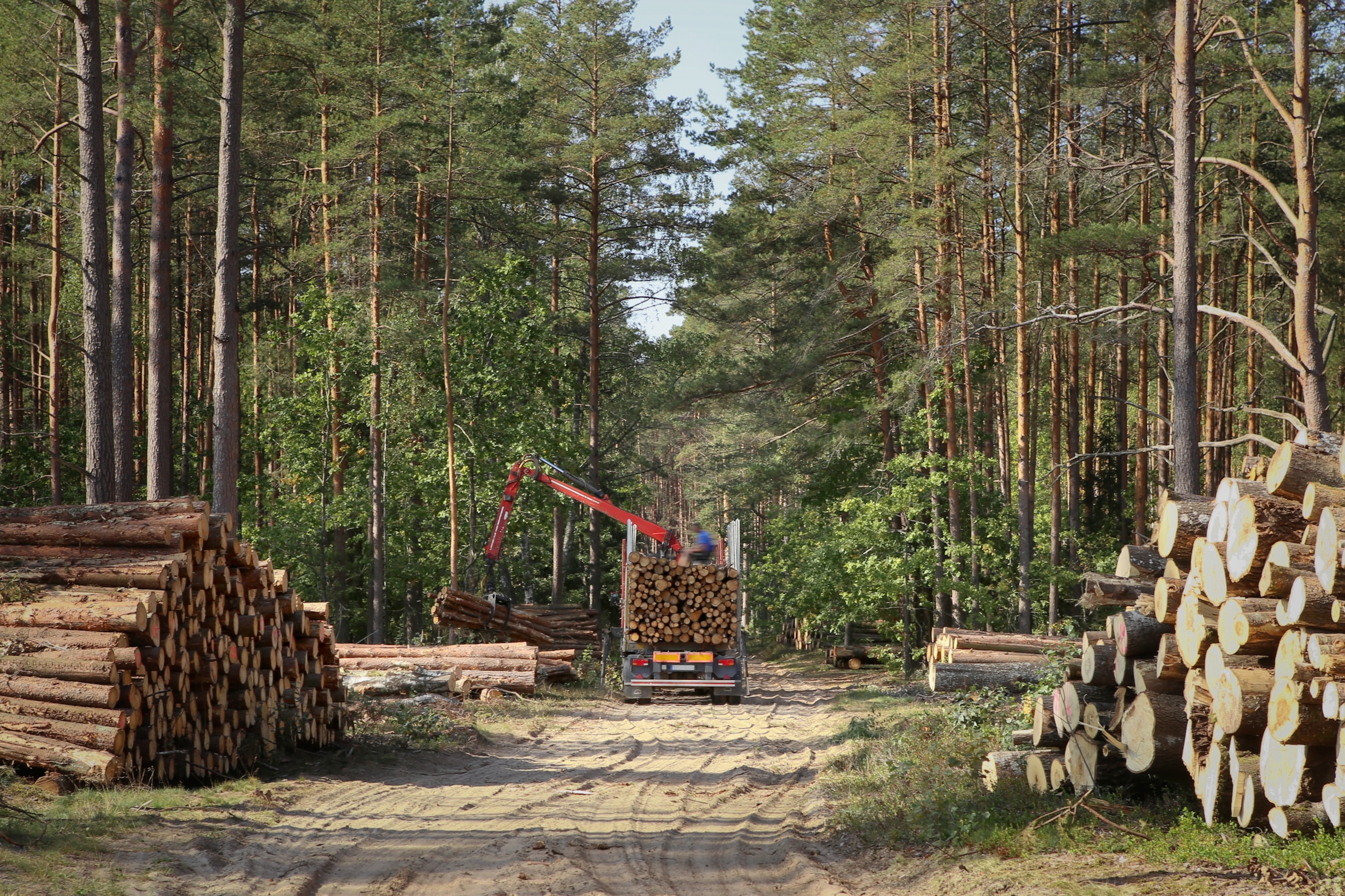 high value lumber from a multi acre property being loaded onto a truck so its price can be assessed