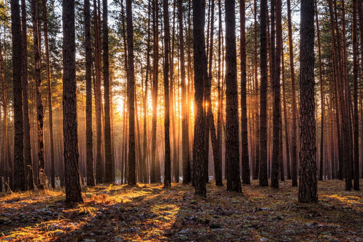 sun shining through pine trees on a logging property with moderate timber value per acre