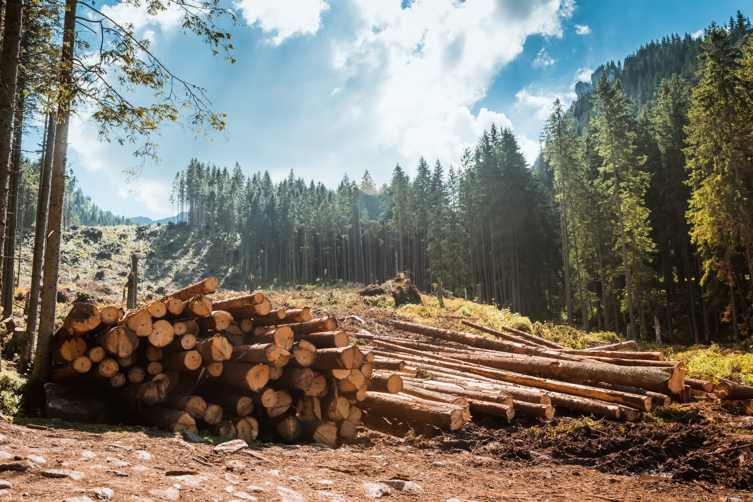 high value piles of logging timber from a multi acre timber harvesting operation in the mountains