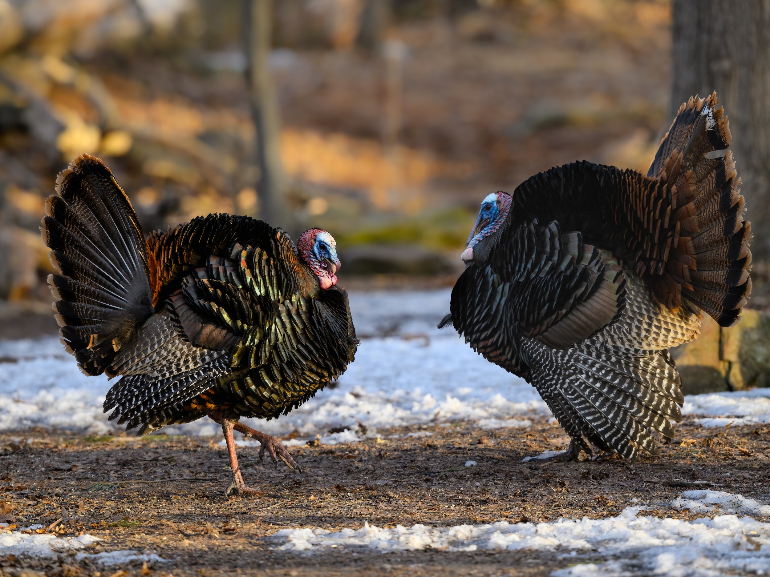 turkeys walking through the woods in a southeast state during the early winter months with some snow on the ground