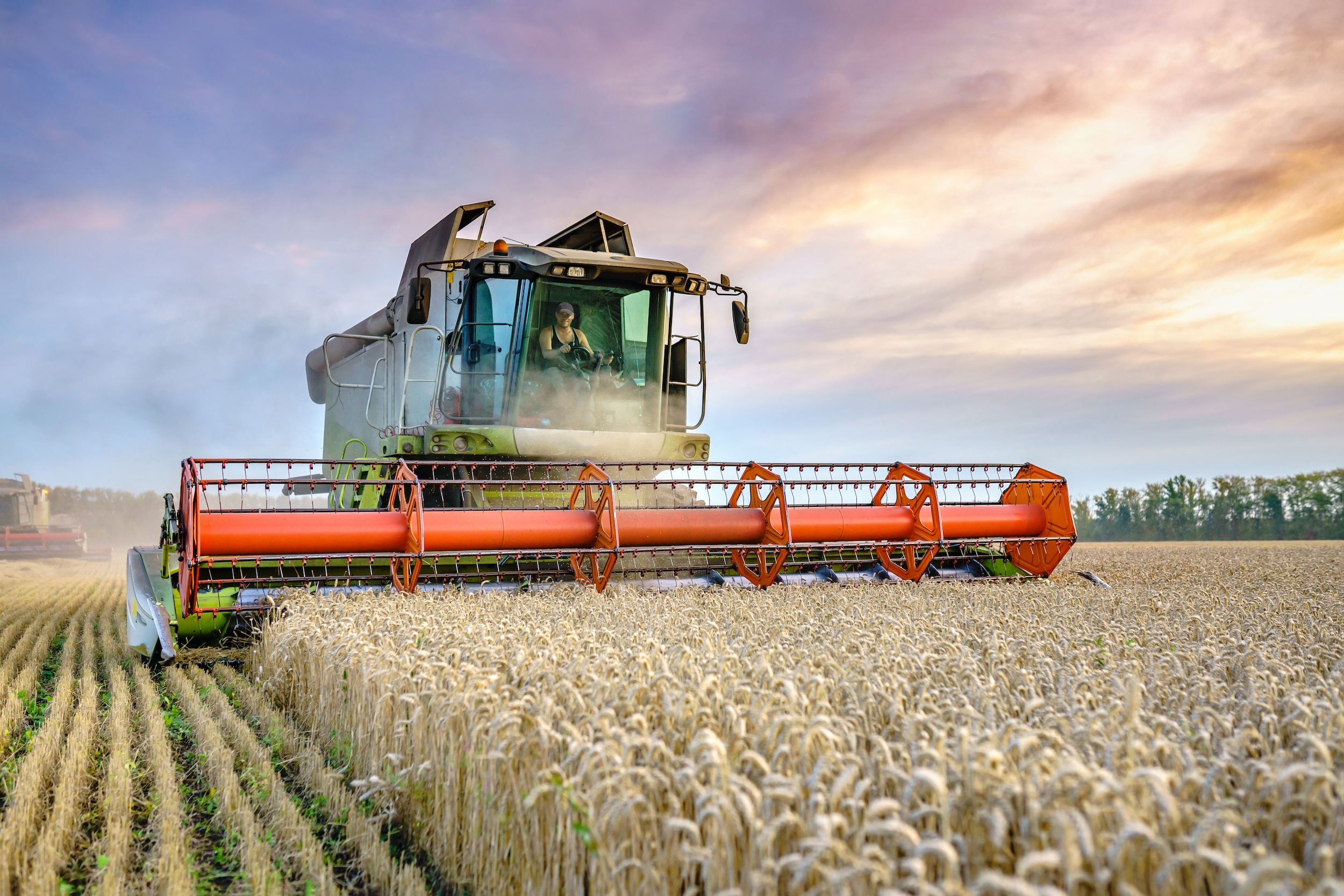 man driving a combine harvester he chose to rent through a field of wheat at dawn