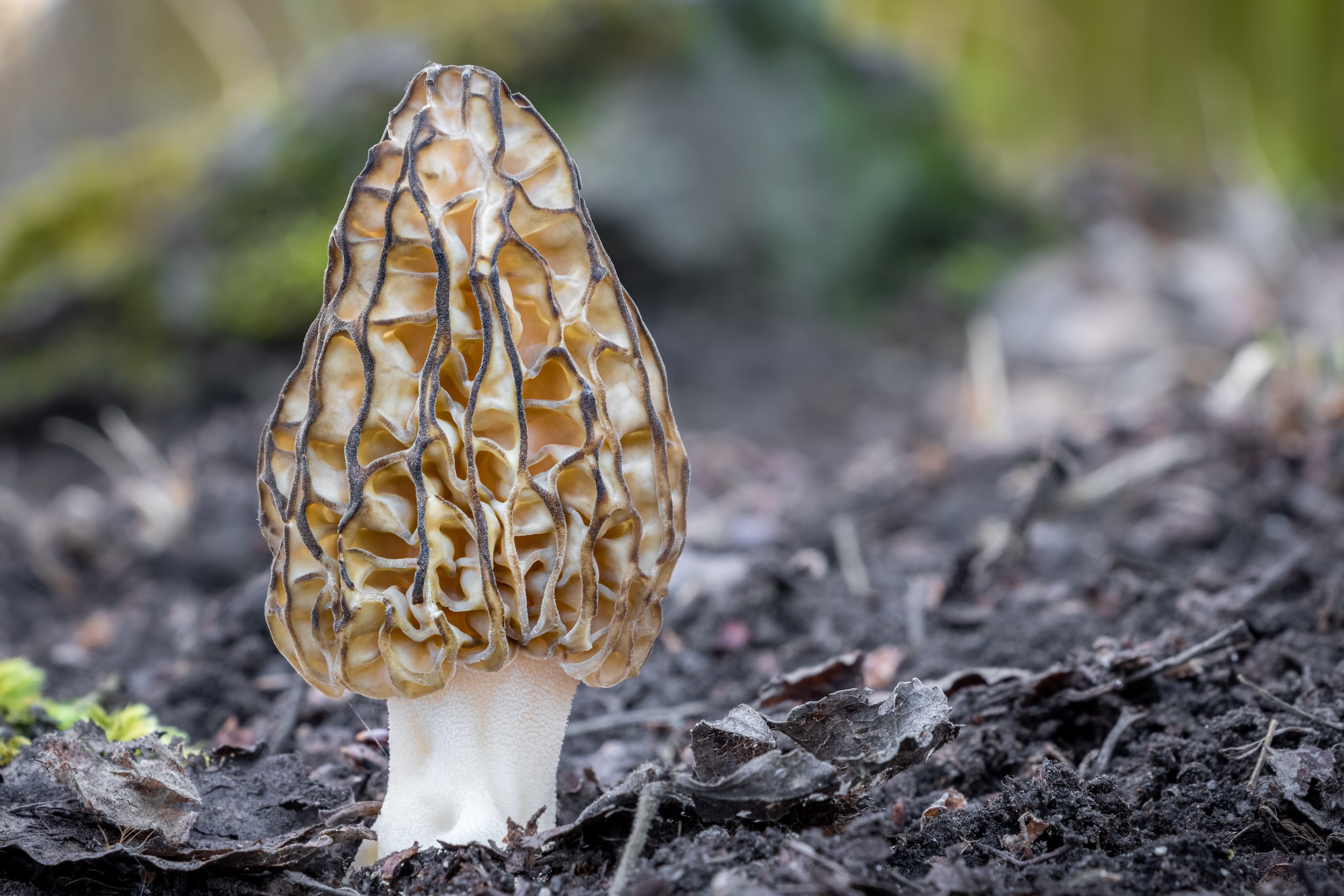 morel mushroom growing from the dirt in a forest where it was found