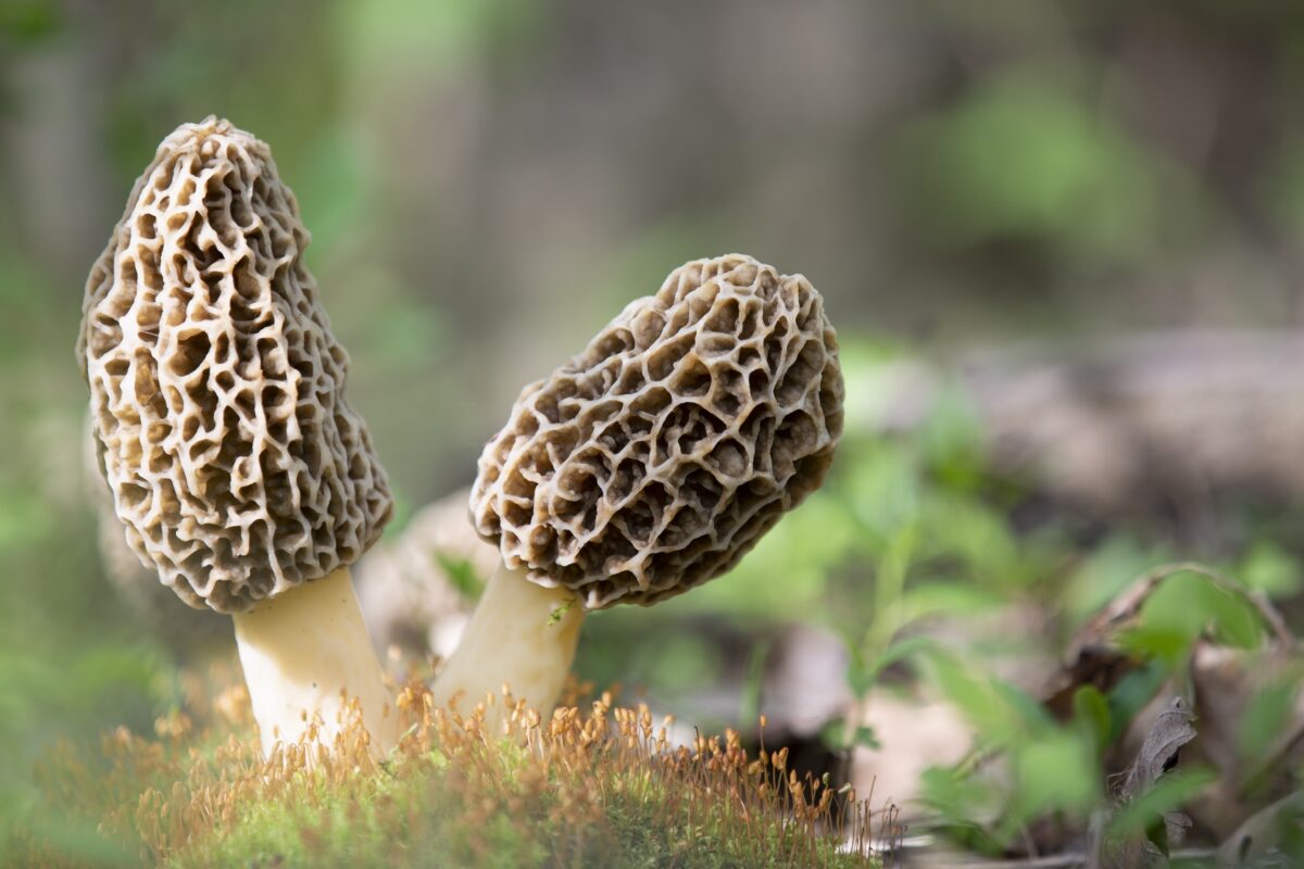 two morel mushrooms found in a forest where moisture and plant life matter are conducive to mushroom growth