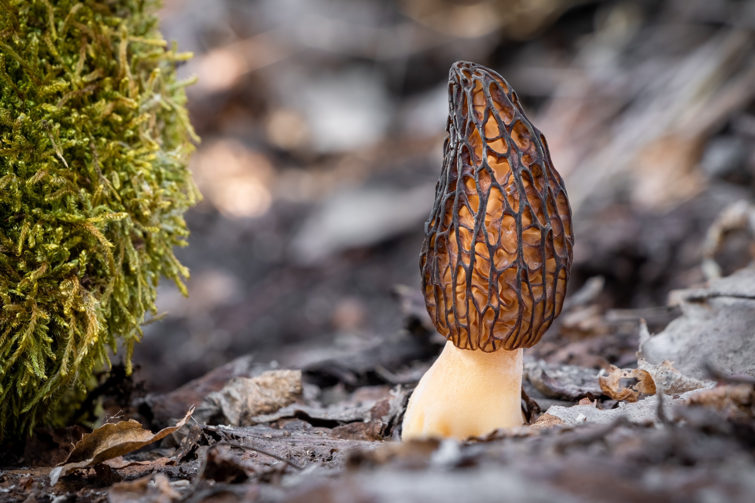 morel mushroom growing from the dirt in a forest where it was found