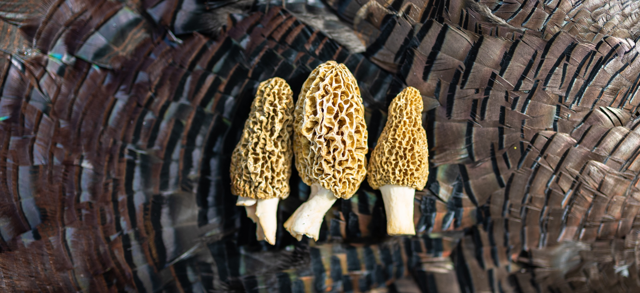 three morel mushrooms. next to each other