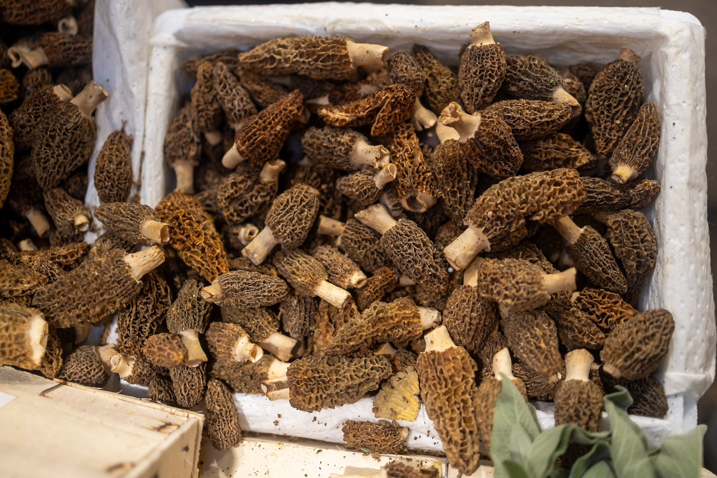 bin full of morel mushrooms hunted during the peak season