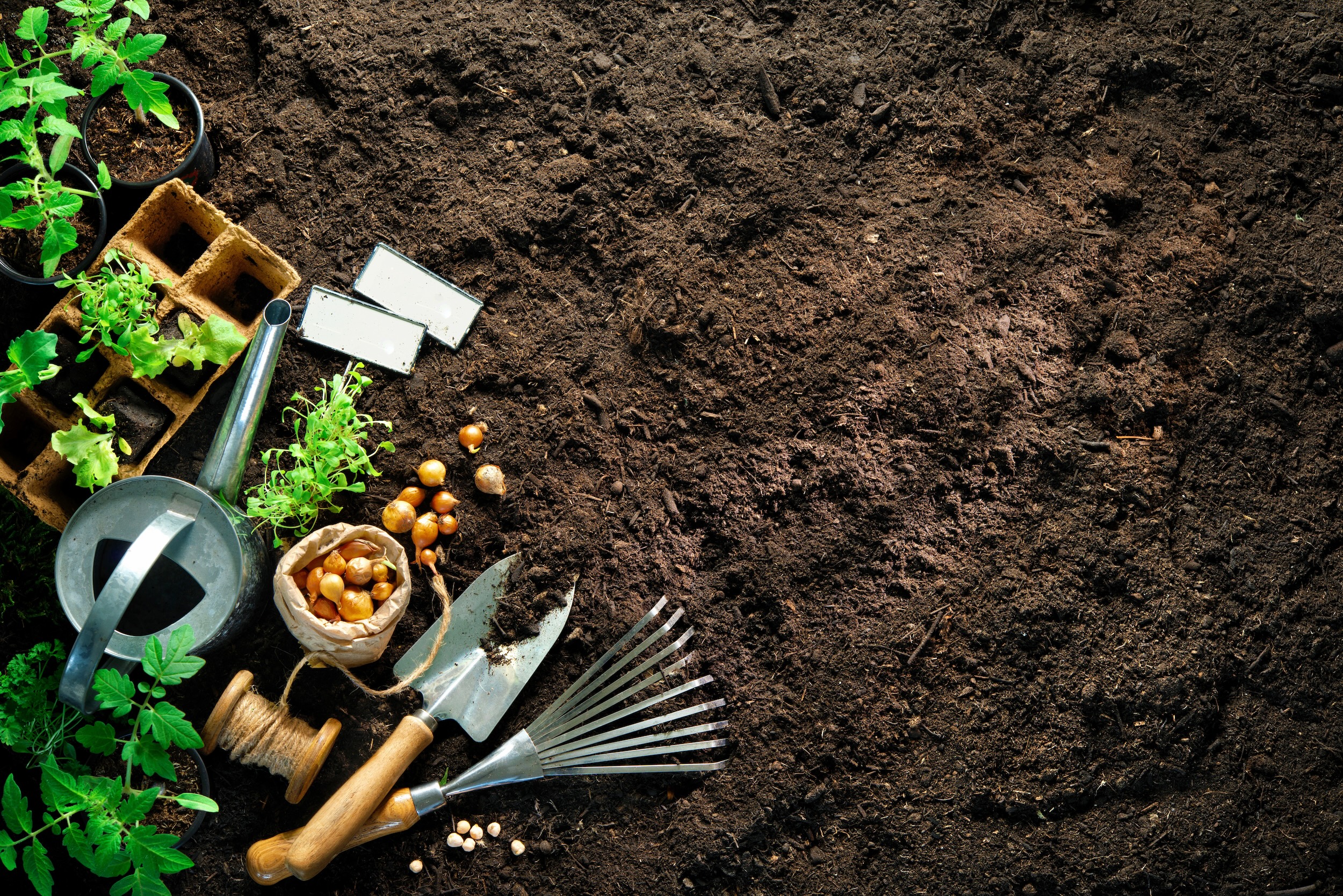 collection of the best gardening tools for beginners including seed trays, a trowel, and a small rake