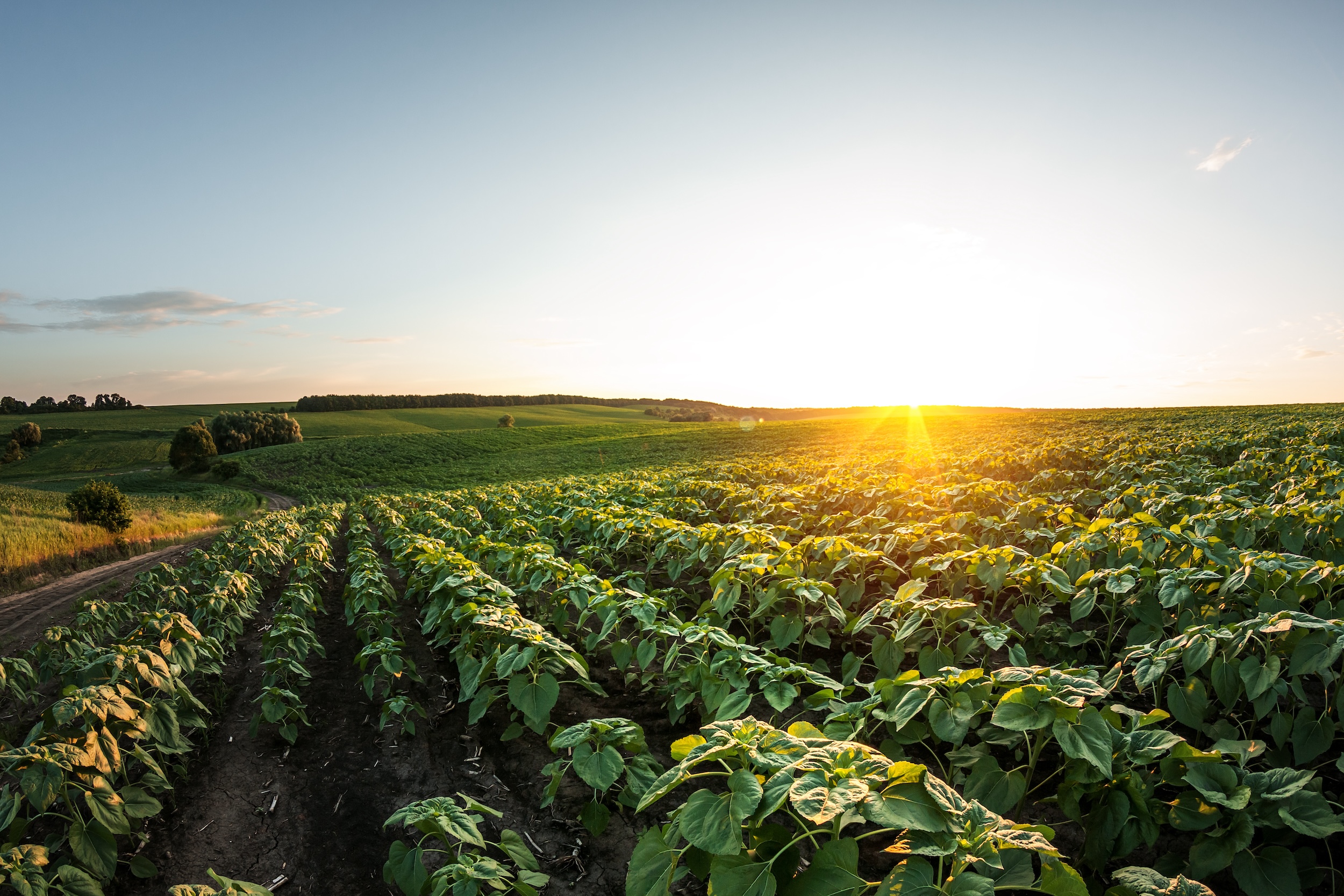 rows of leafy greens on the rolling hills of a farm