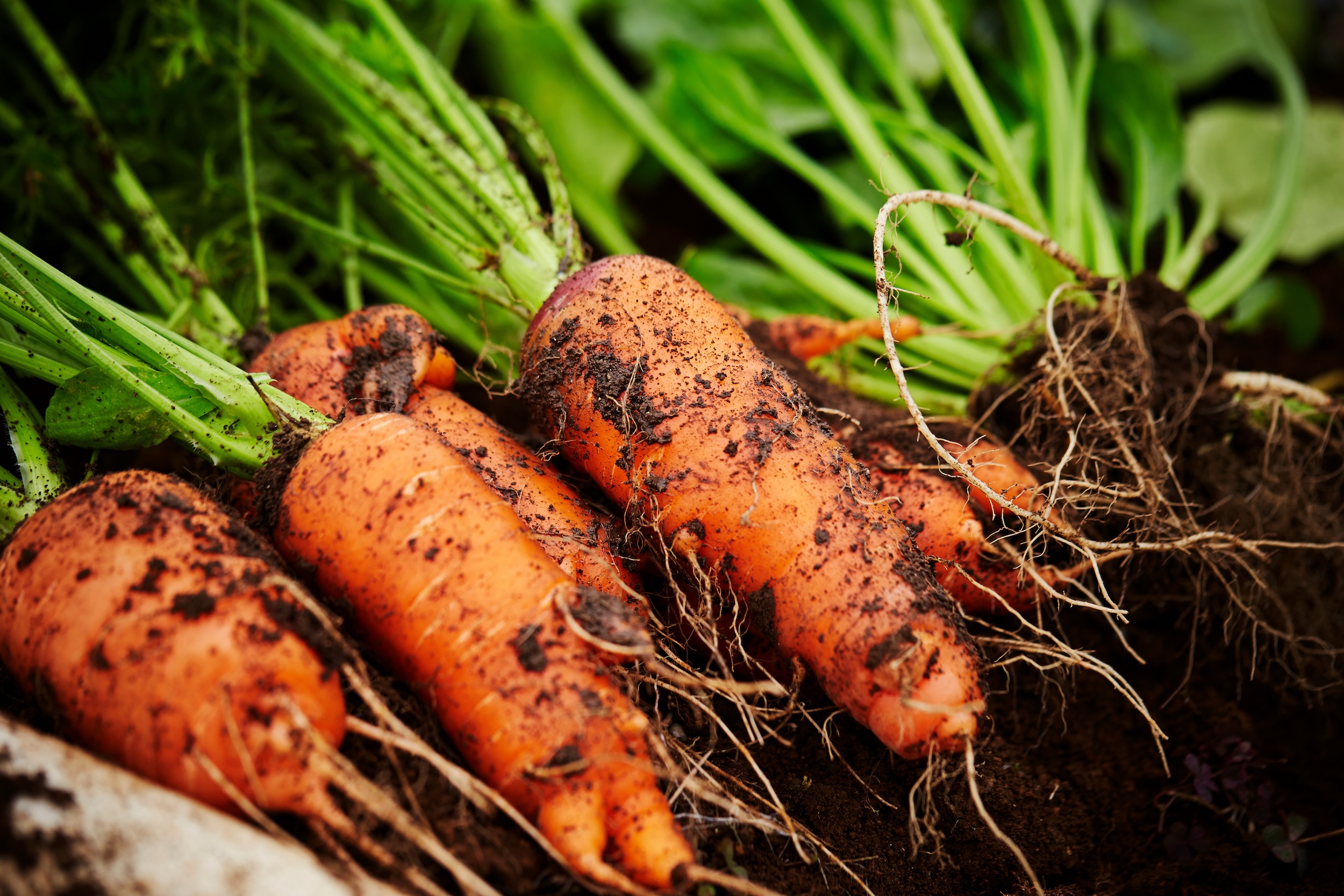 carrots covered in dirt recently pulled from the garden ground