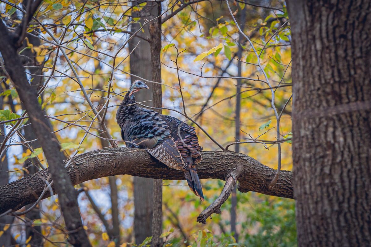 turkey hen perched in a roost in the forest