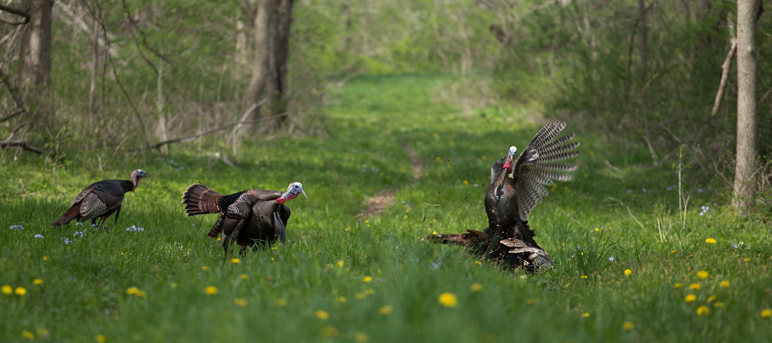 turkeys wandering through an open field near a forest
