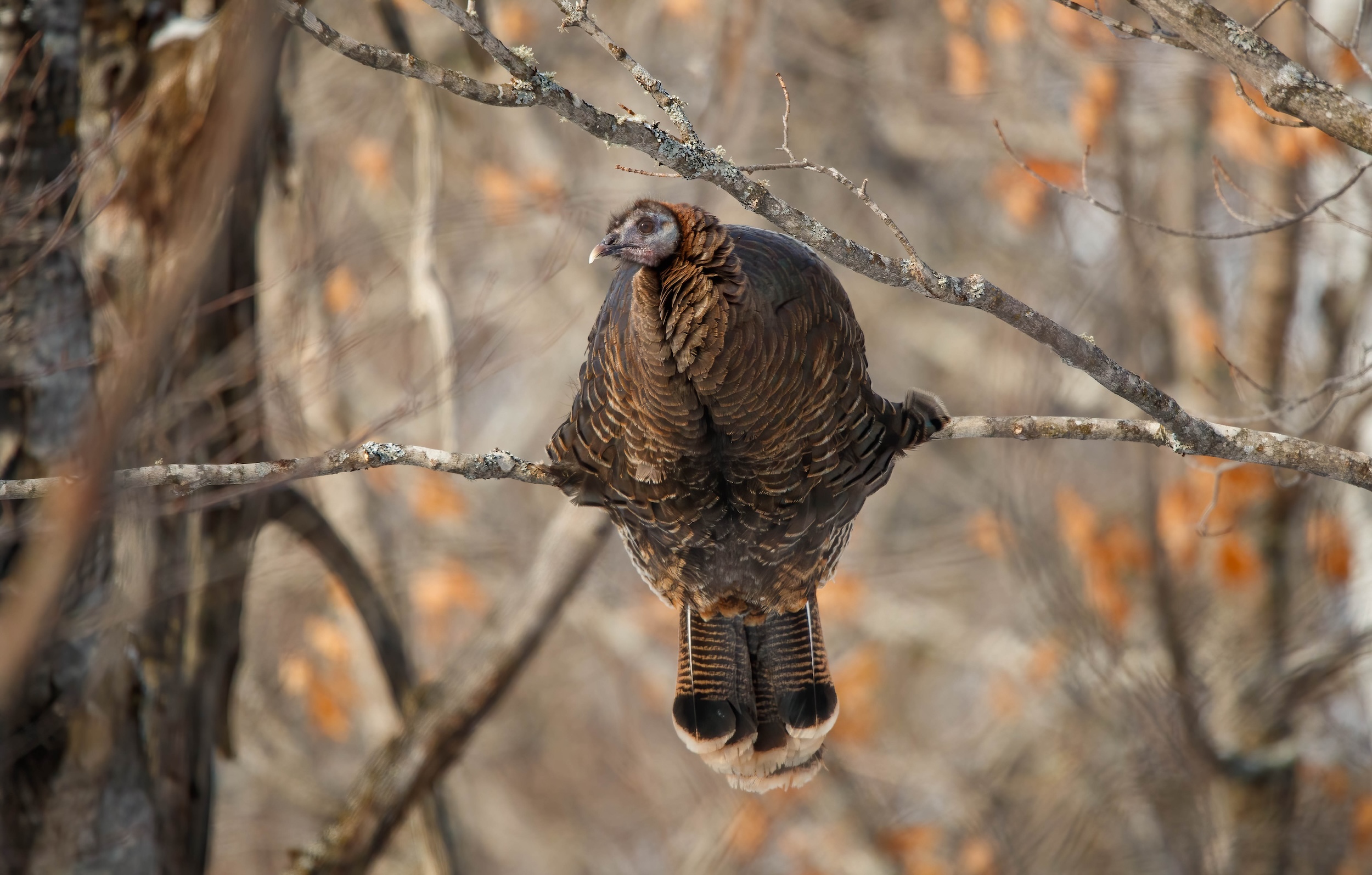 female turkey roosting in a tree