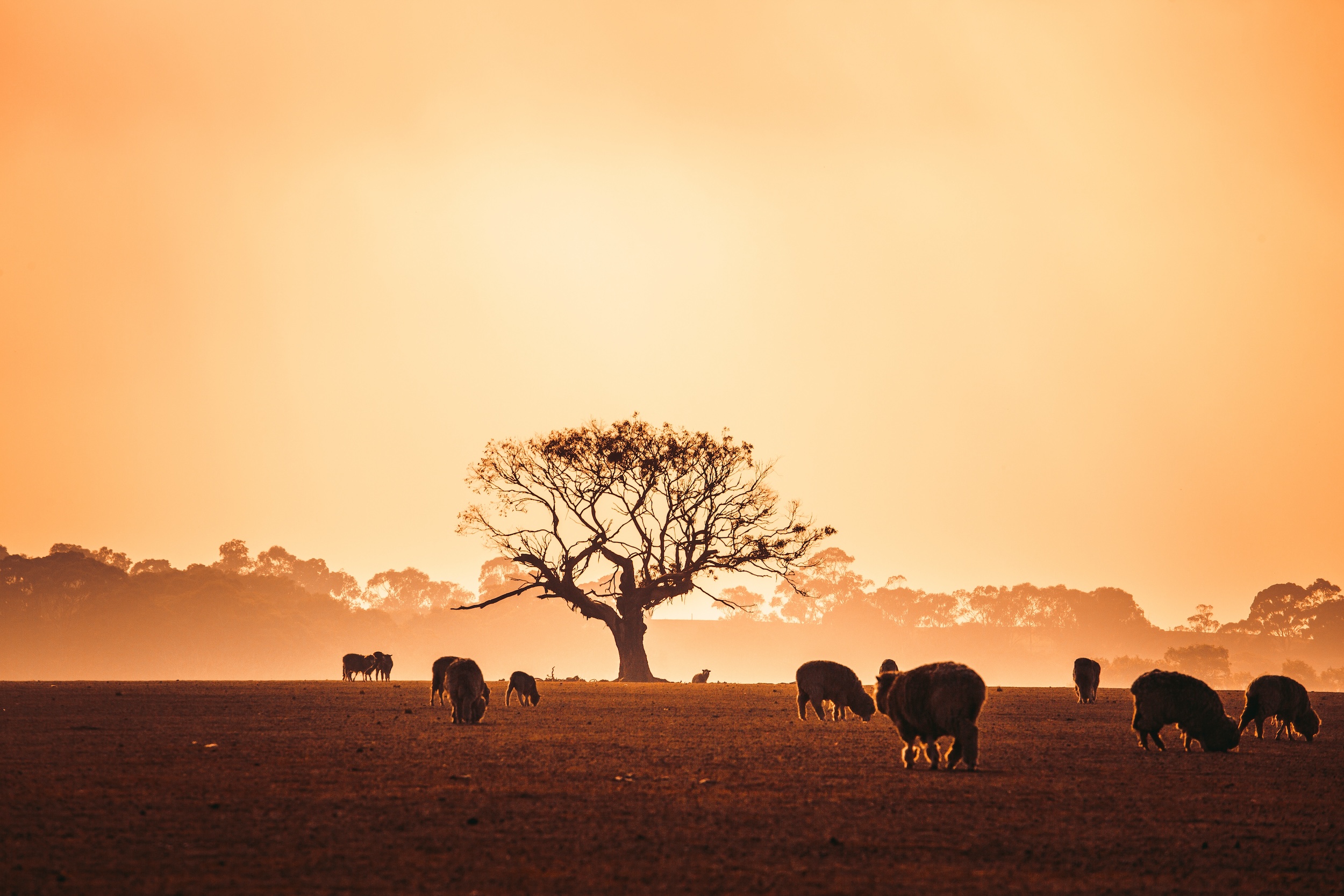 livestock grazing in a field
