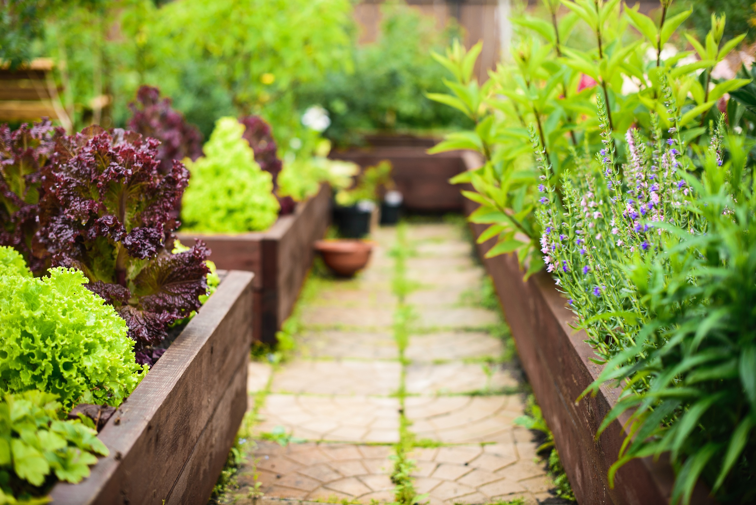 raised garden beds brimming with green crops