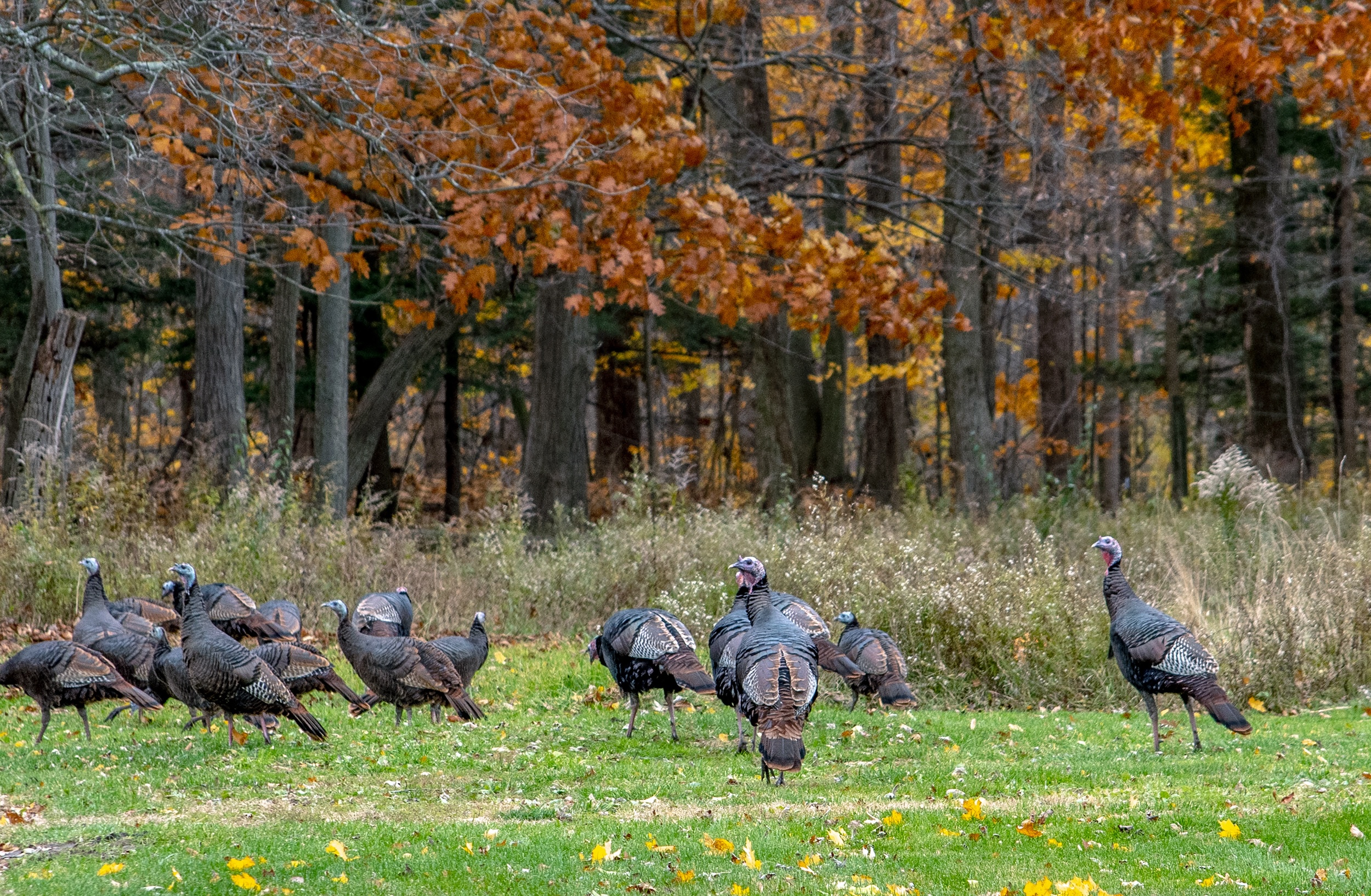 turkeys wandering through an open field near a forest on a fall day