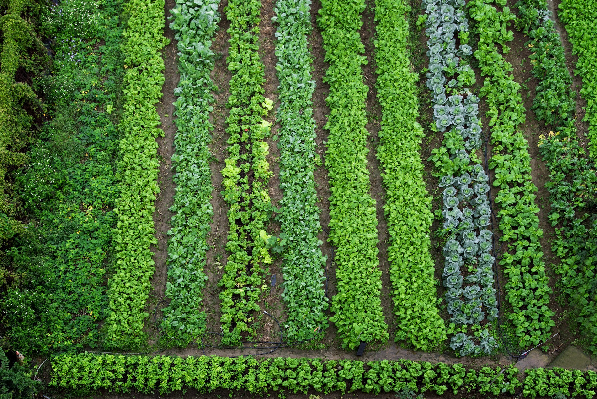 rows of leafy greens in an in-ground vegetable garden