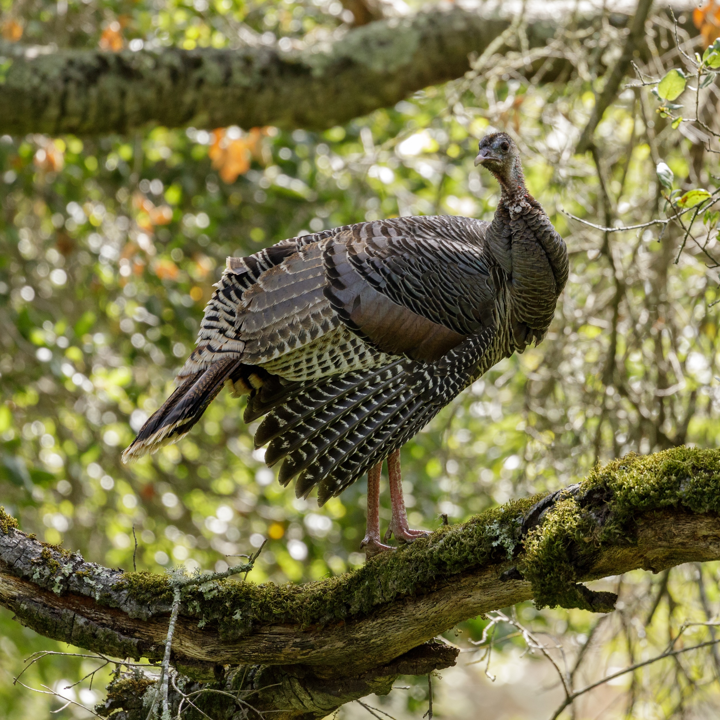 turkey roosting in a tree