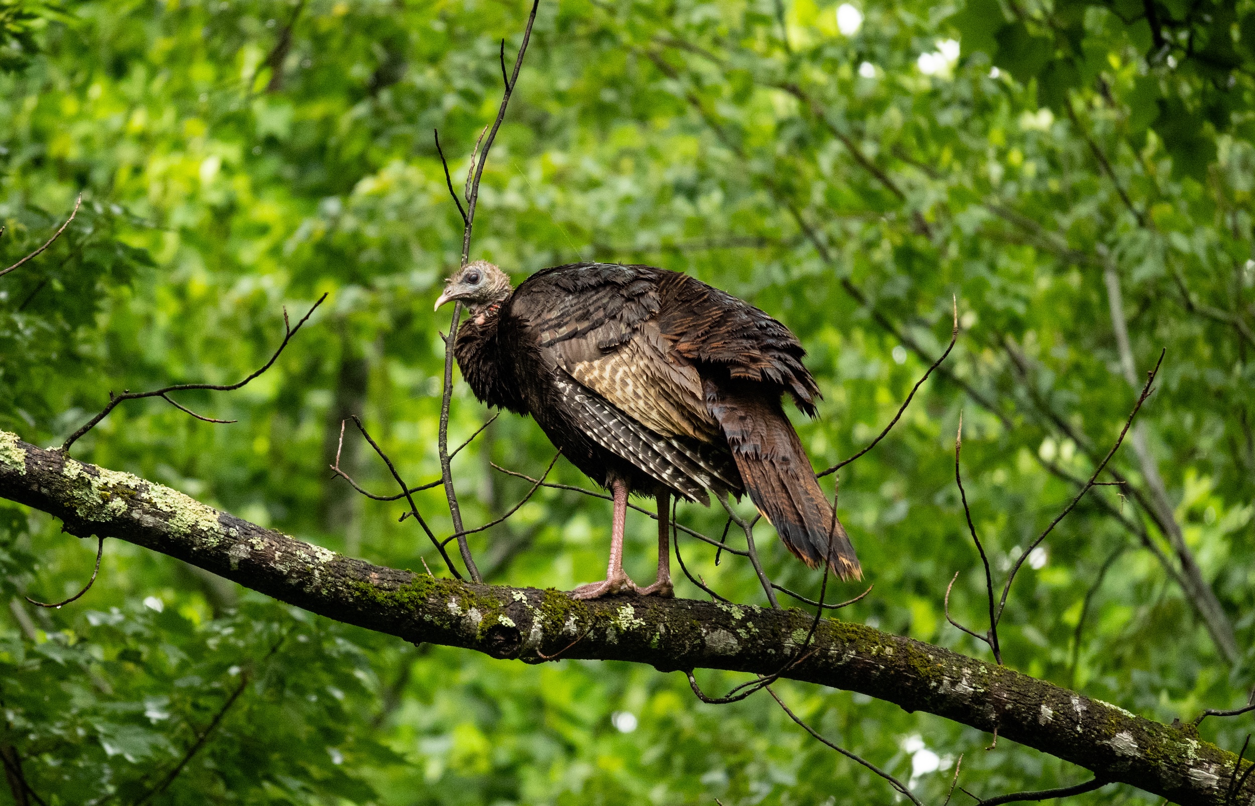 turkey roosting on the branch of a tree on a spring day with green foliage in the background