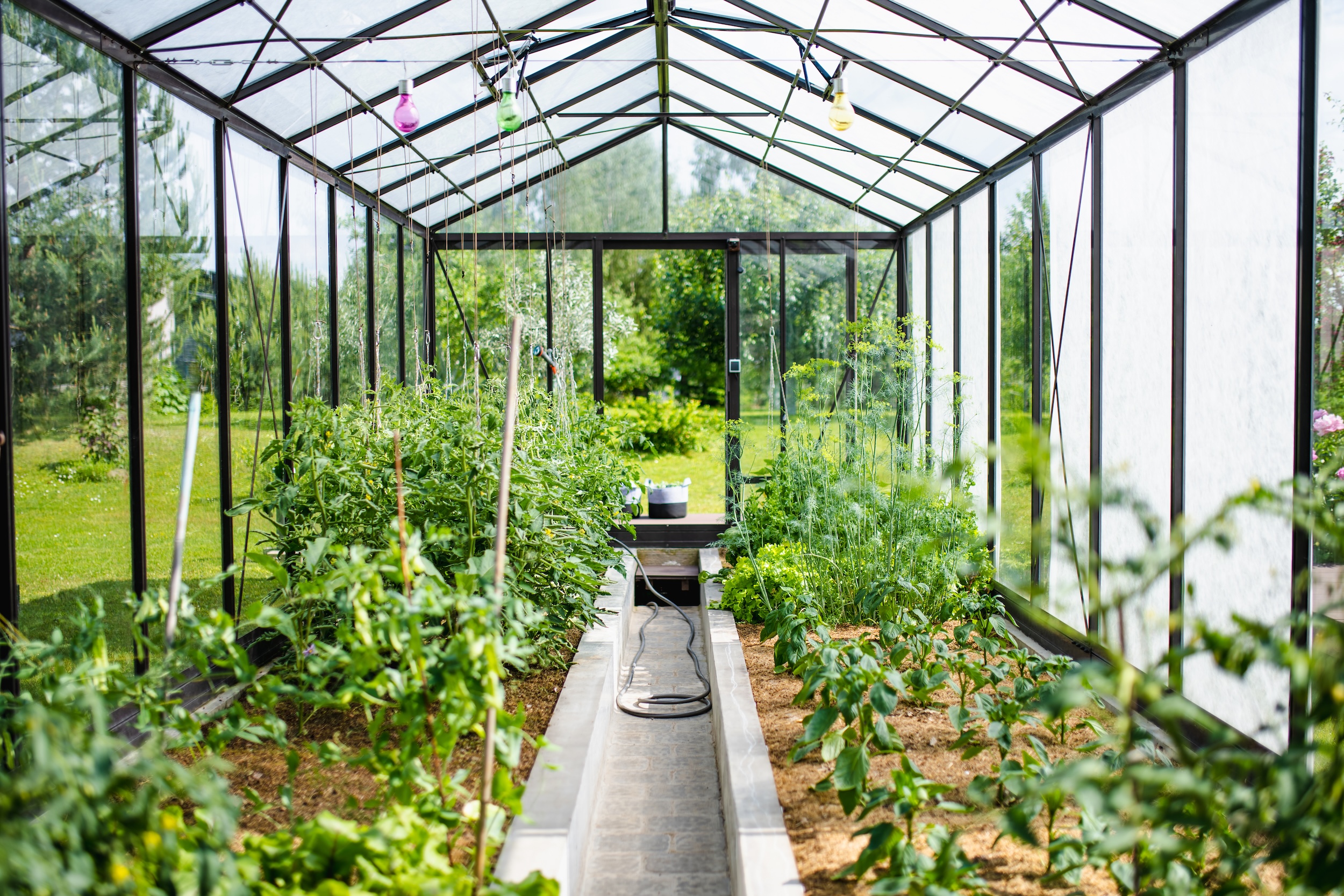 greenhouse of vegetables planted using supplies like mulch