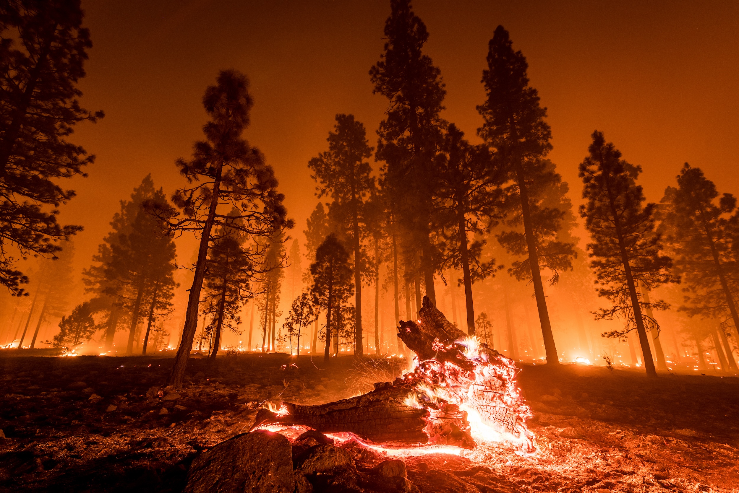 wildfire burning through a forest with a dark orange sky towering above