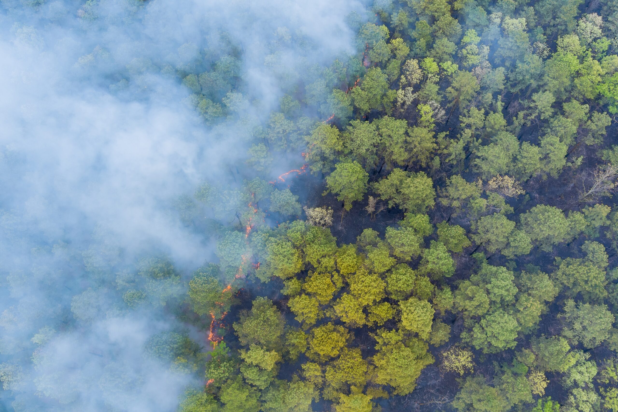 wildfire smoke layered over the tops of trees in a thick forest