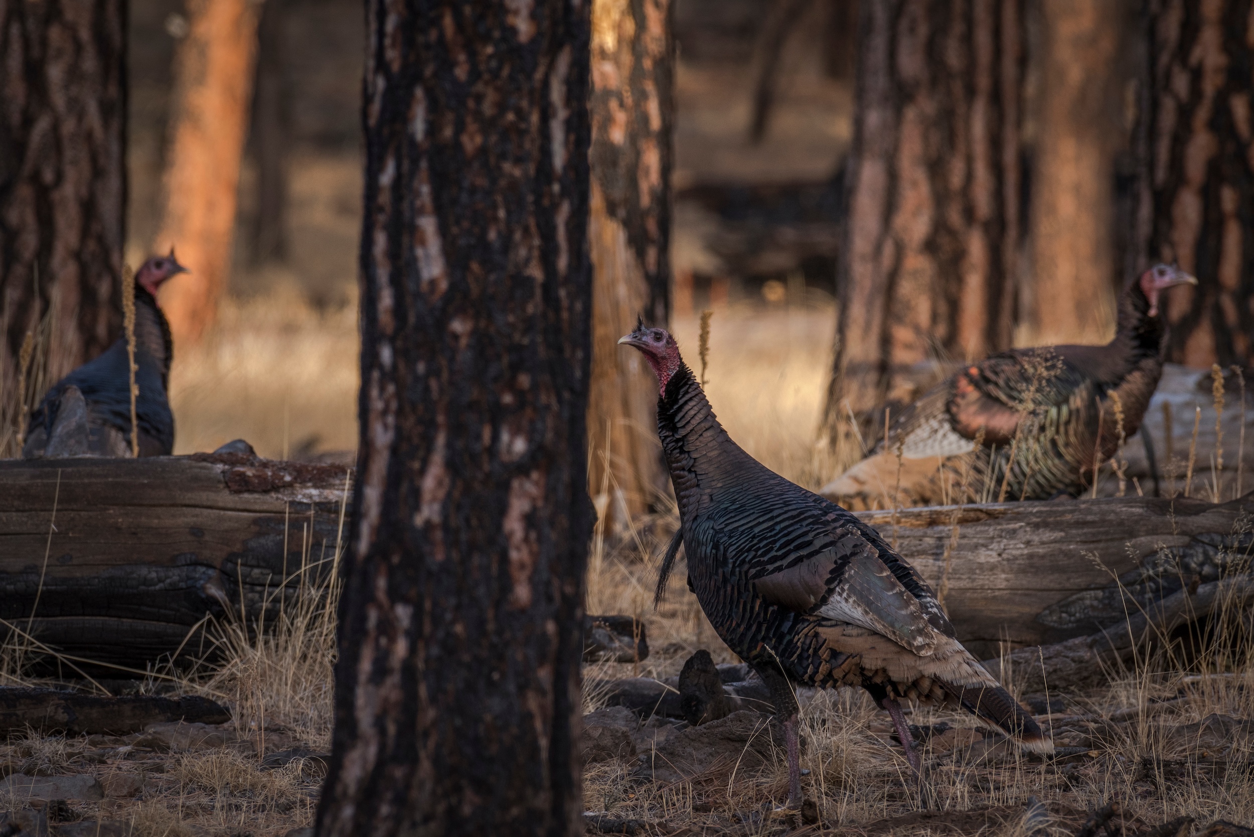 turkeys wandering through a wooded area in the evening on the way to their roost