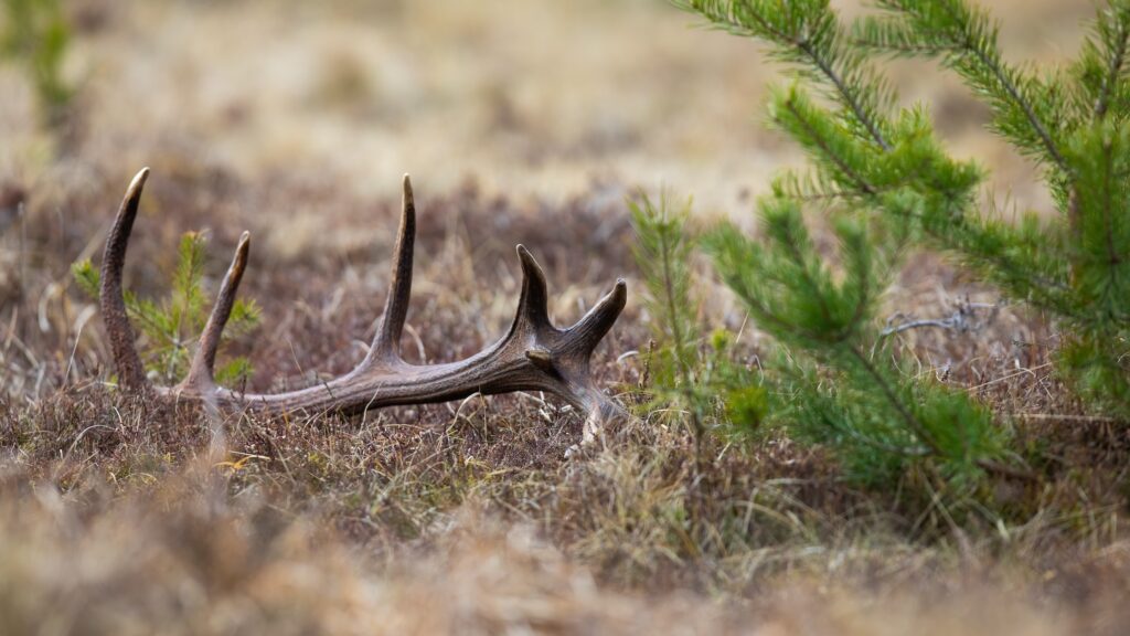 deer antler on the grass in a rural area where someone went shed hunting