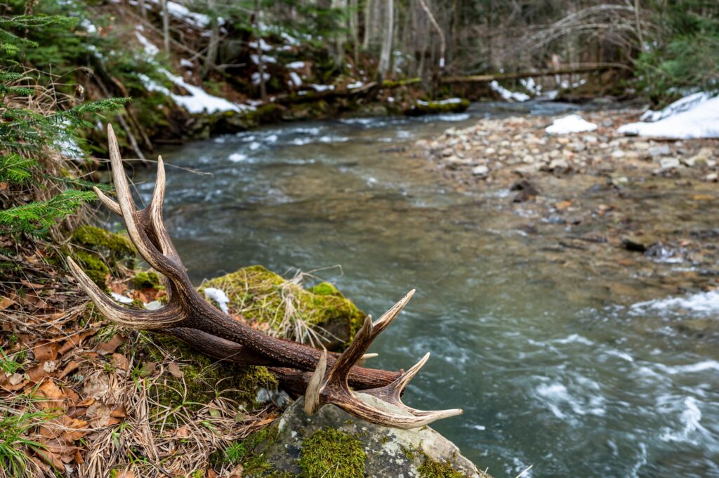 deer antler found on the shore of a river when shed hunting