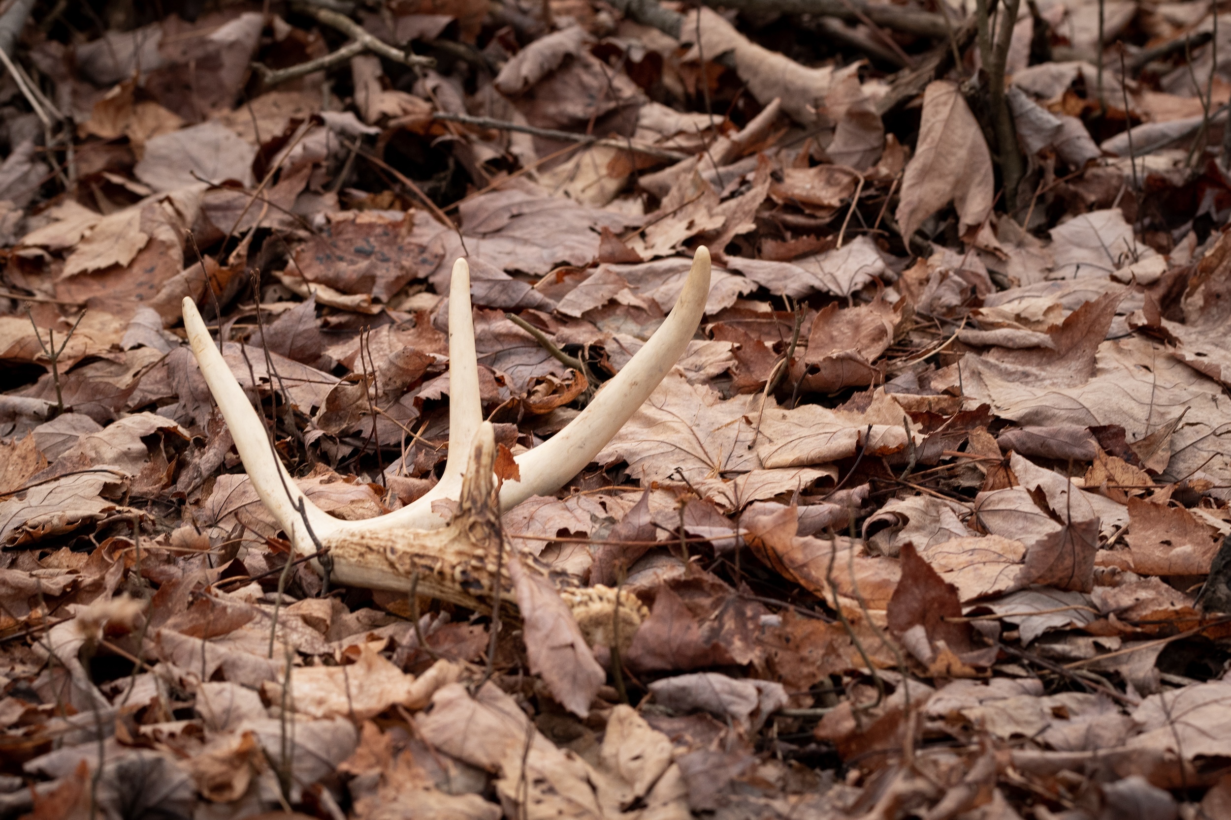deer antler found during a shed hunt sitting on a bed of leaves in a forest
