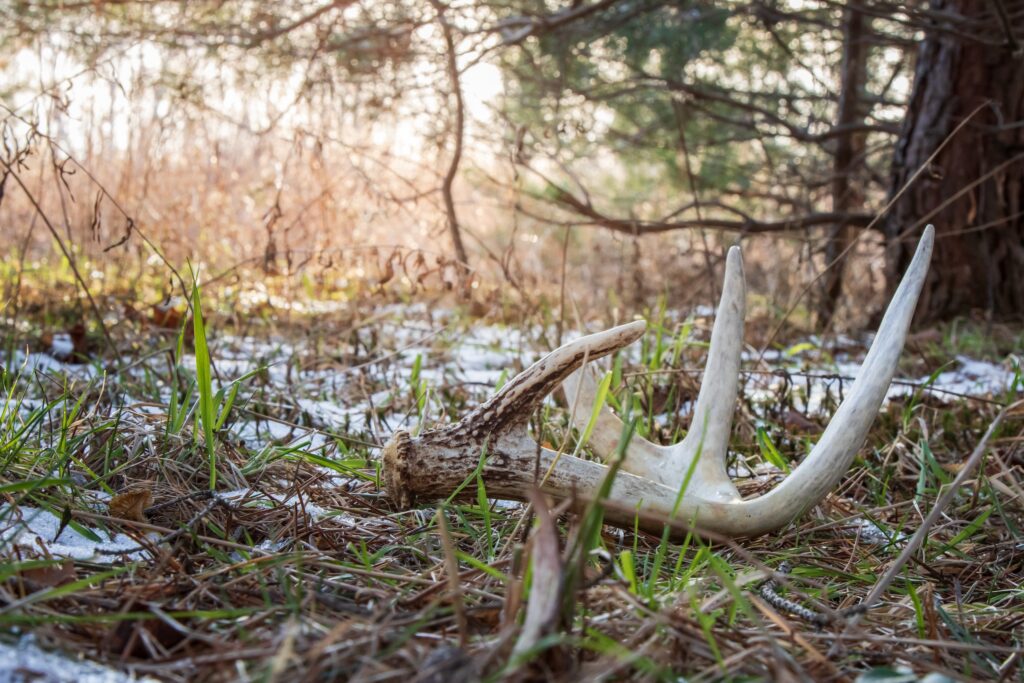 deer antler shed in the woods