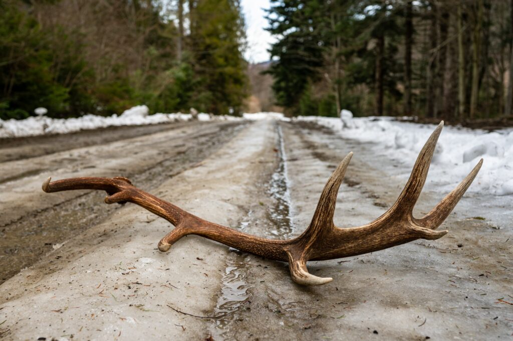 lone deer antler found in the middle of a rural road during shed hunting