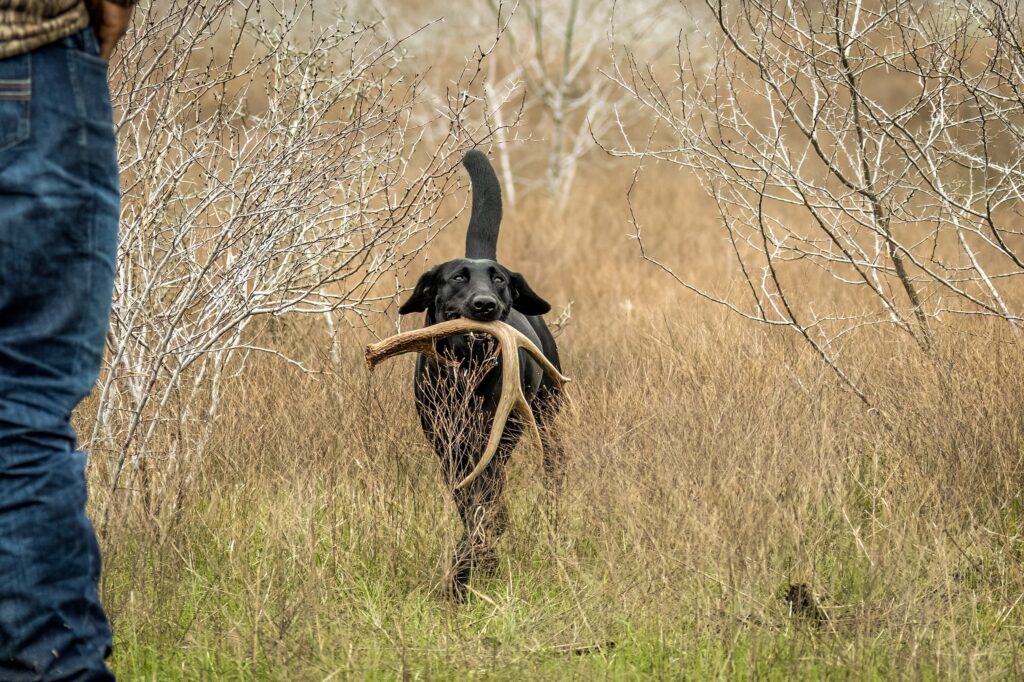 black lab going shed hunting through a field