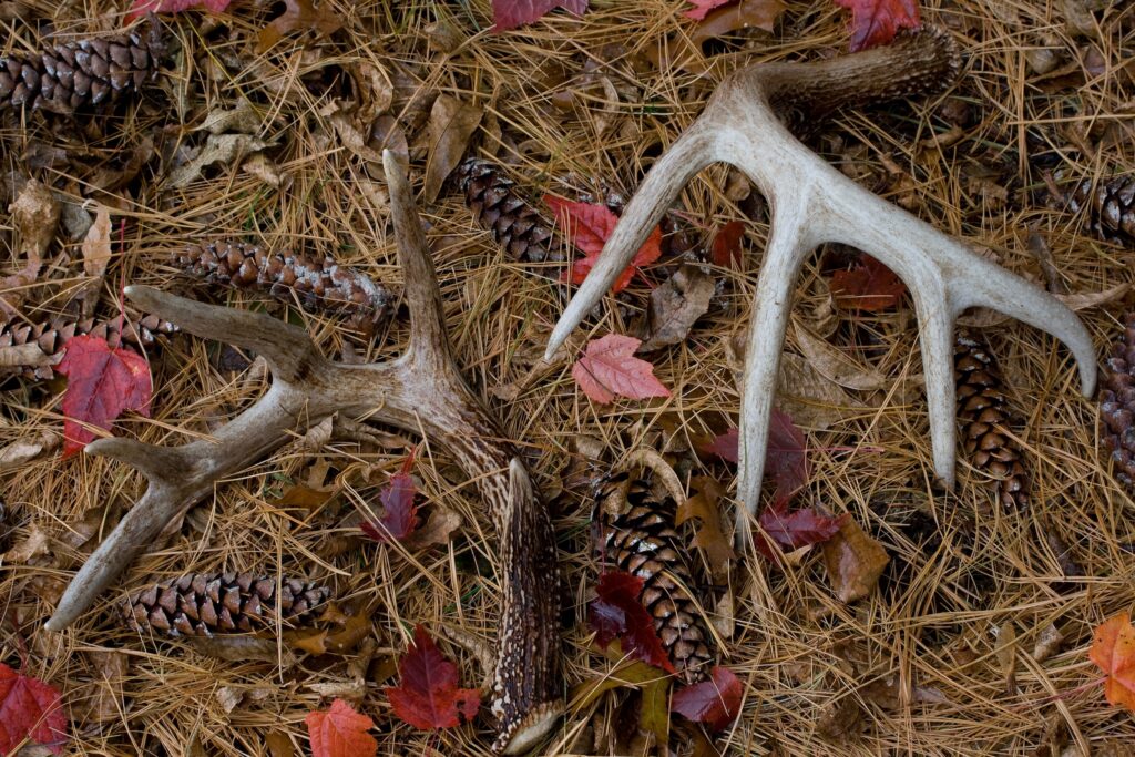 two deer antlers found during shed hunting in a pine tree forest