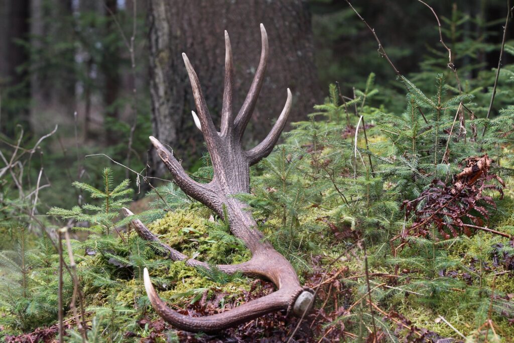 shed hunting deer antler sitting amongst vegetation in a forest