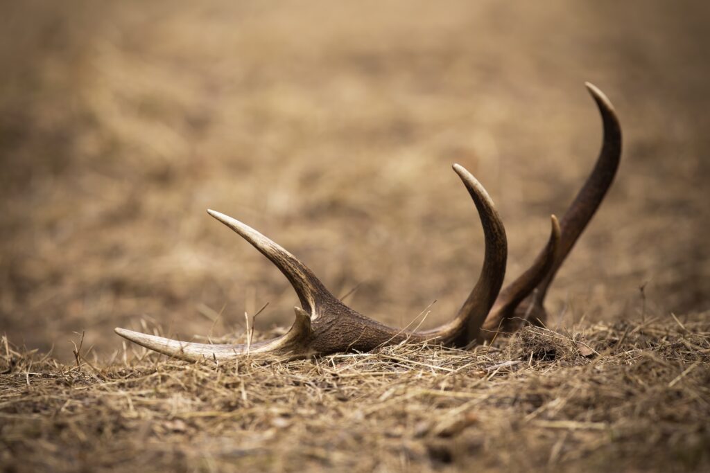 elk antler found on the ground while shed hunting