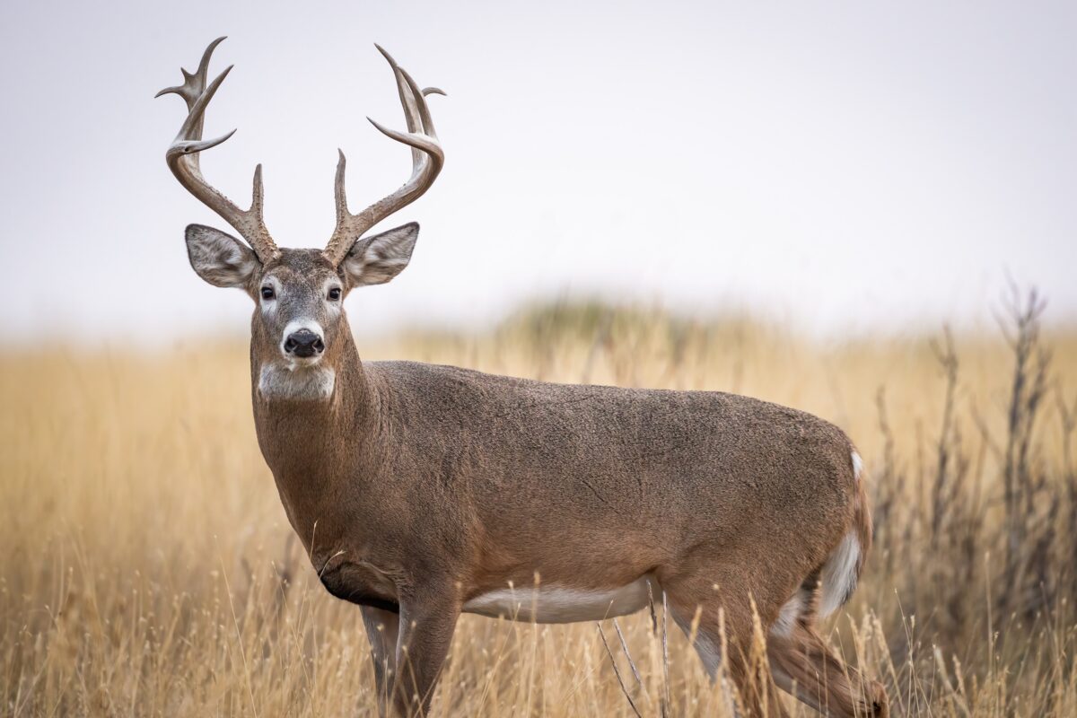 deer with antlers that haven't been shed standing in a grassy field