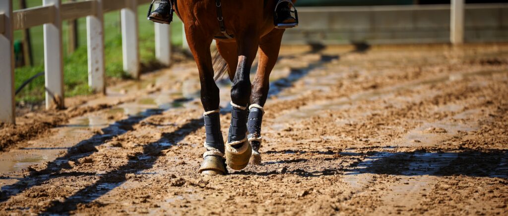 horse wearing bell boots and leg wraps horseback riding equipment
