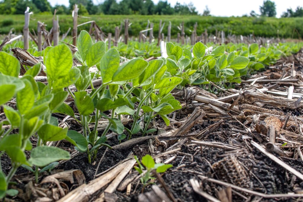 row crops planted using no till farming equipment with ground cover crops providing nutrients to the soil